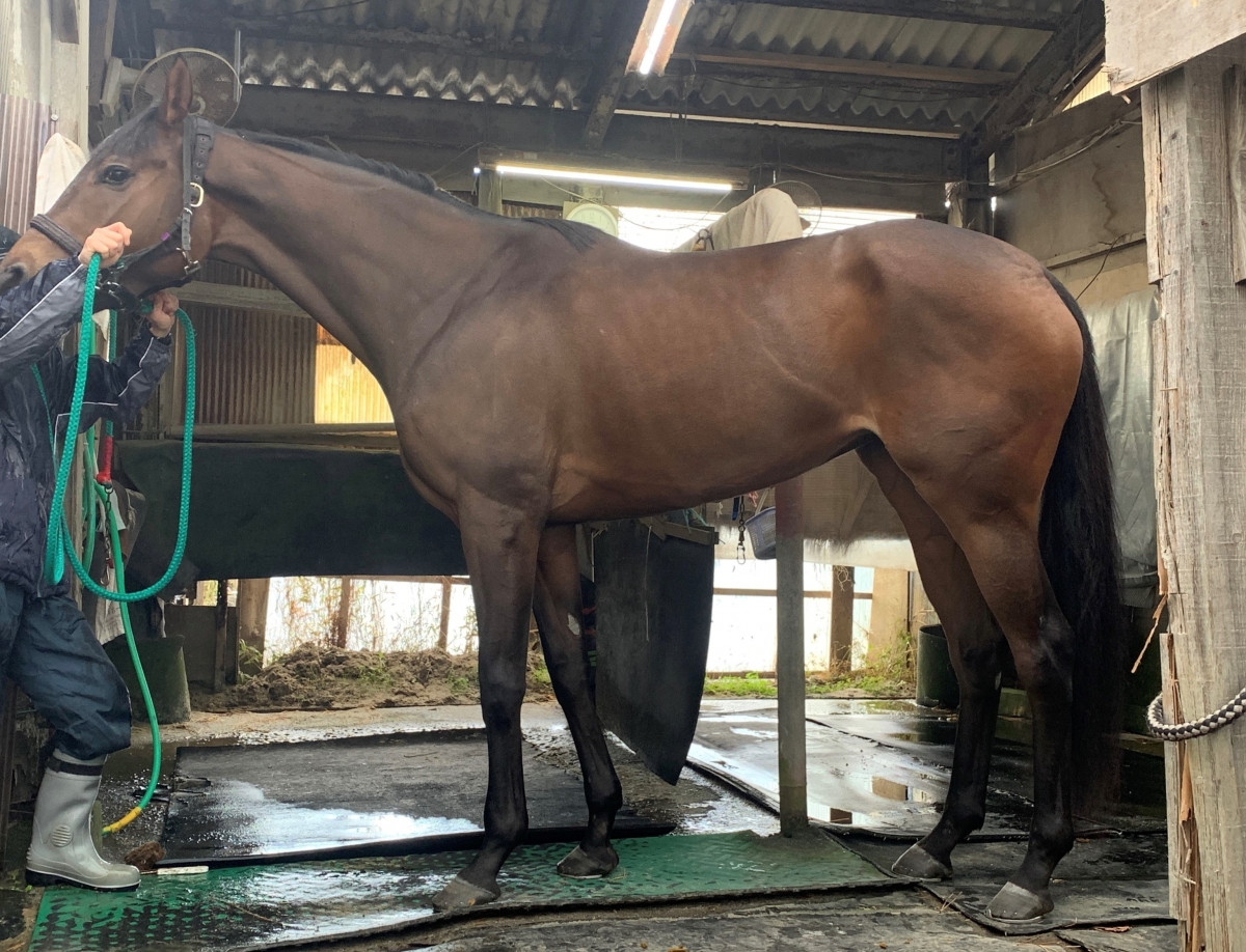 ドリーマーイモン　Dreamer Imon　　牝　３歳　　※地方競馬　在籍_main1