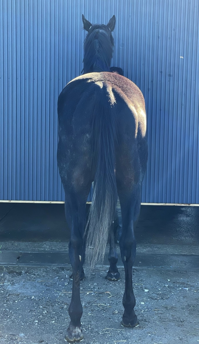 オリンピッカー Olympicer 牡 3歳 ※地方競馬 在籍