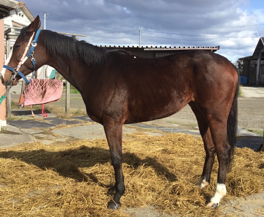 1859年 【初年度】インディアン・ヘッド 1859年 【初年度】インディアン・ヘッド - メルカリ