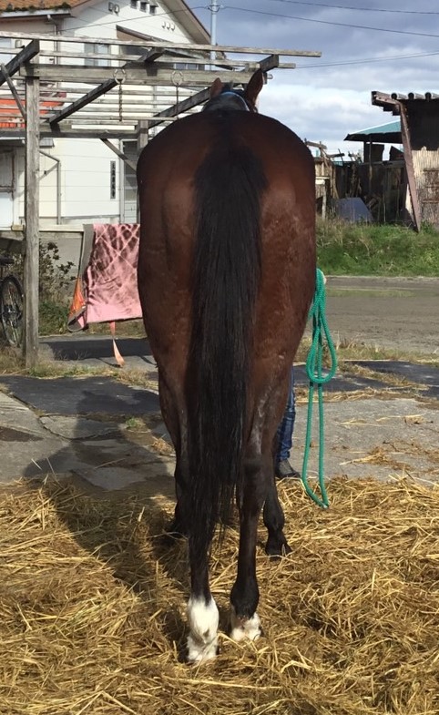 エイシンペリドット A Shin Peridot 牝 2歳 ※地方競馬 在籍