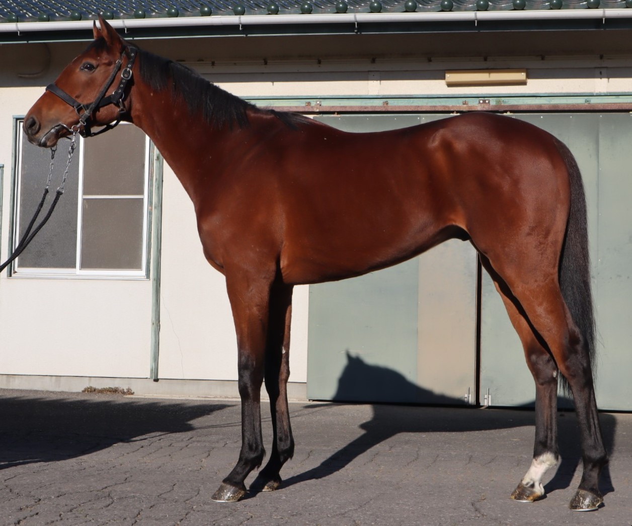 サトノソラーレ Satono Solare 牡 3歳 ※中央競馬 登録抹消