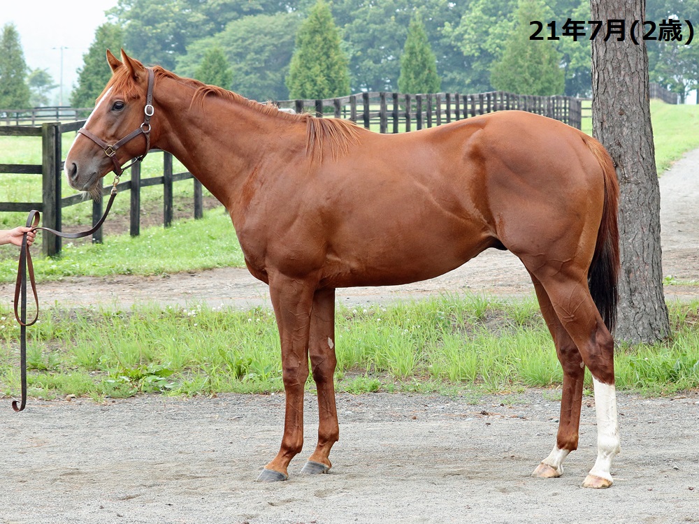 セイタード Seitaad 牡 ３歳 ※地方競馬 在籍 | サラブレッドオークション