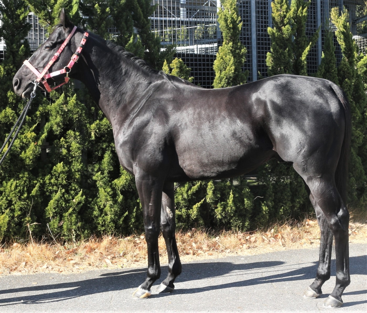 メイショウギガース Meisho Gigas 牡 9歳 ※中央競馬 登録抹消