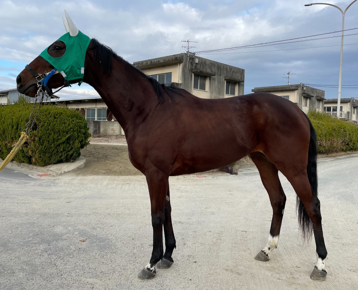 ラニコチャン Lani Ko Chan 牝 3歳 ※地方競馬 在籍 | サラブレッド