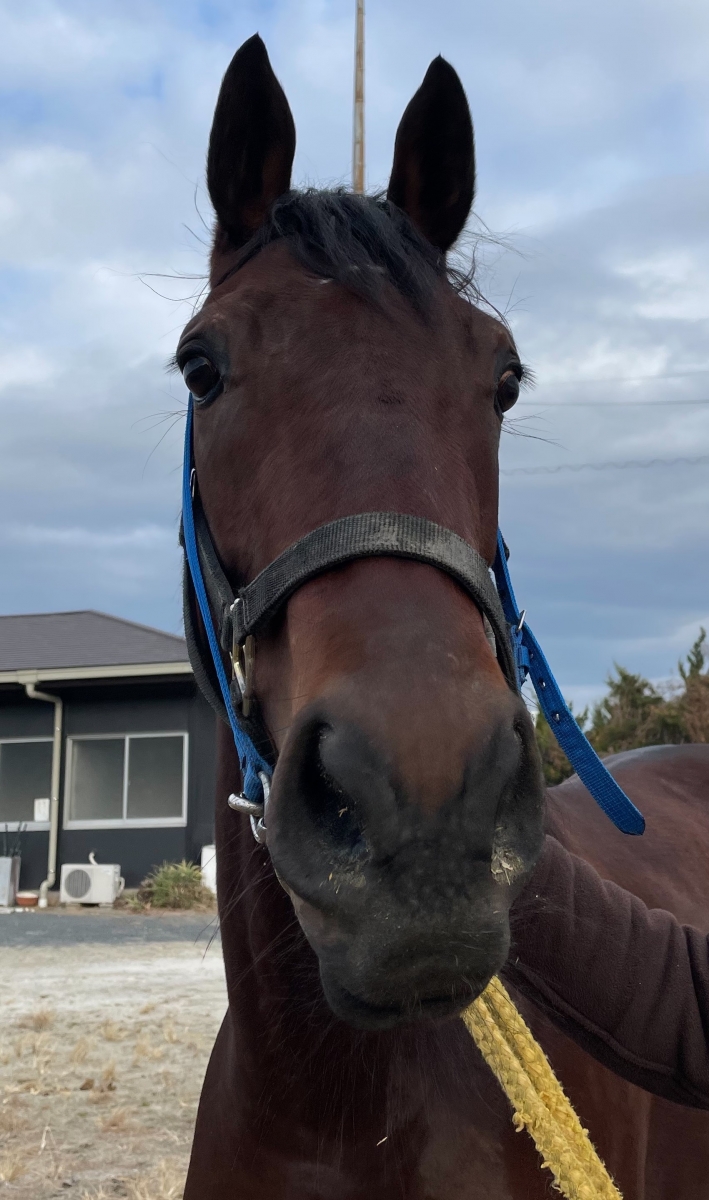 ラニコチャン Lani Ko Chan 牝 3歳 ※地方競馬 在籍 | サラブレッド