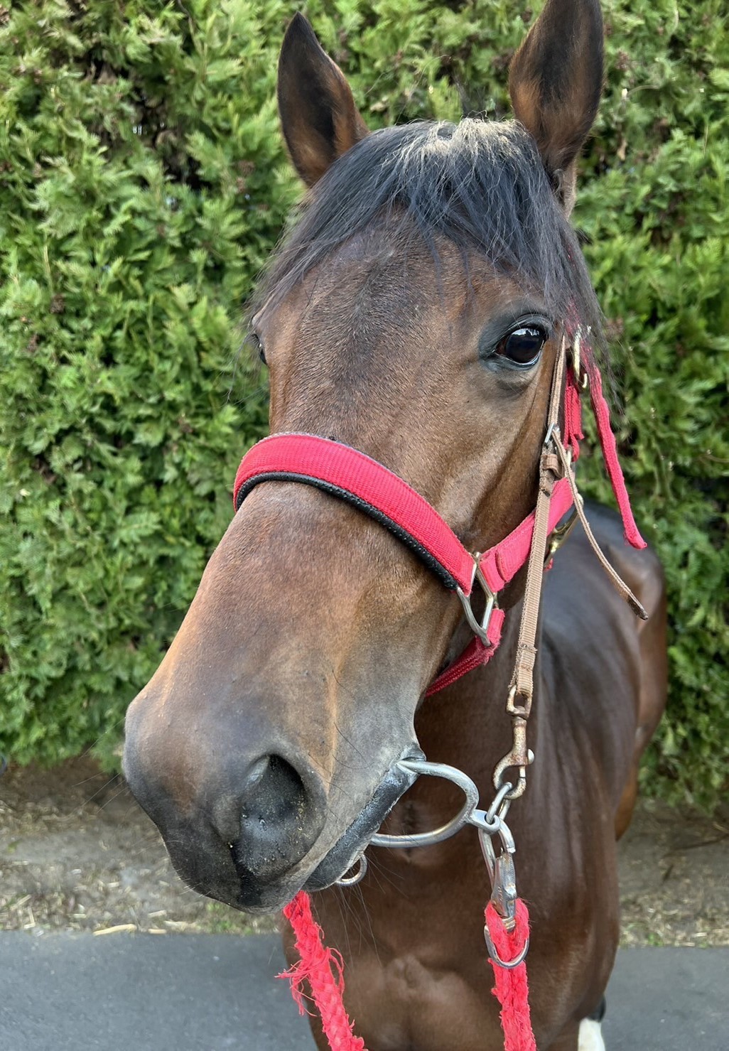 カンショウバクヤ Kansho Bakuya 牡 3歳 ※地方競馬 在籍