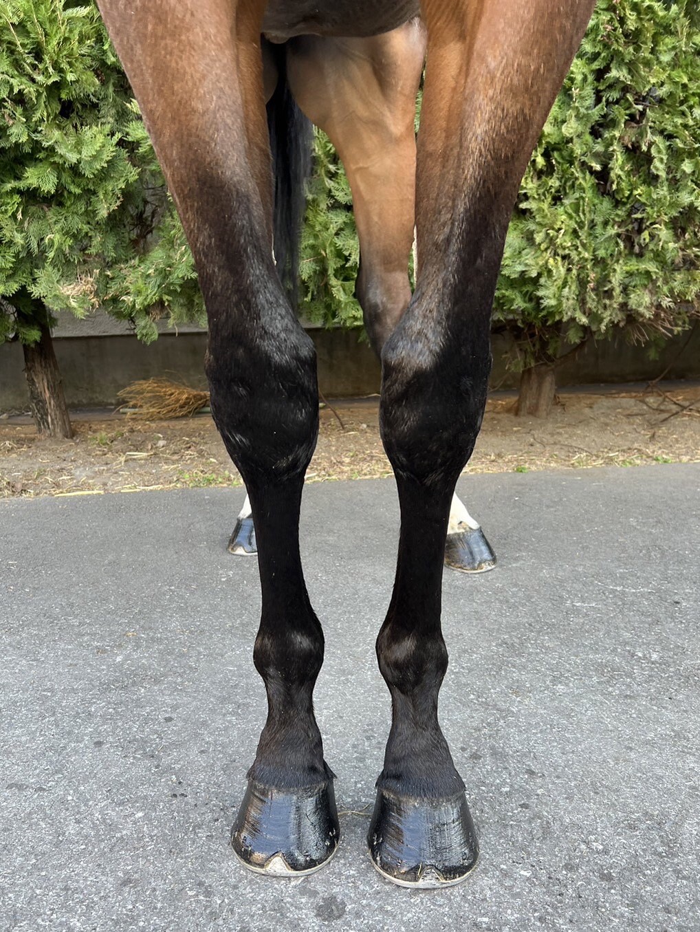 カンショウバクヤ Kansho Bakuya 牡 3歳 ※地方競馬 在籍
