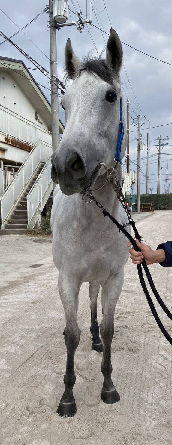 エイシングラール A Shin Graal 牝 4歳 ※地方競馬 在籍 エイシングラール A Shin Graal 牝 4歳 ※地方競馬 在籍