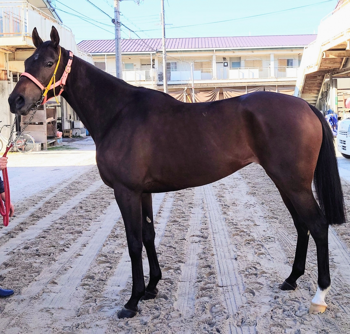 メイショウボヤージ Meisho Voyage 牝 4歳 ※地方競馬 在籍 メイショウボヤージ Meisho Voyage 牝 4歳 ※地方競馬 在籍