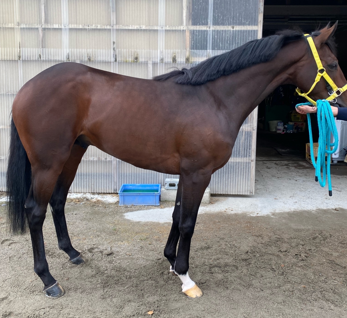 ボンボレーロ Bon Bolero 牡 4歳 ※地方競馬 在籍