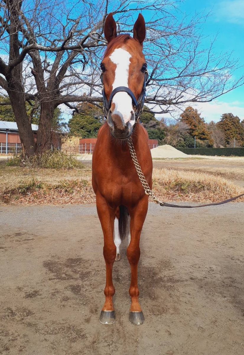 スピーディクール Speedy Cool セン 9歳 ※地方競馬 在籍