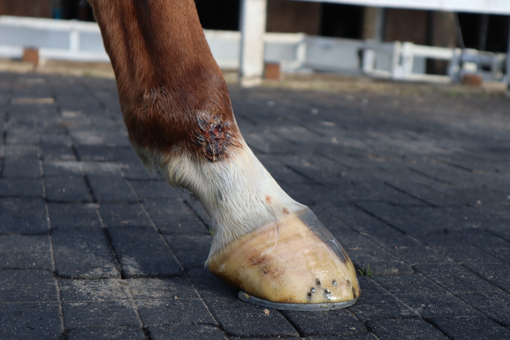 かなり前の競馬の景品の置物です。多分。 地方競馬最多勝利記録達成記念モデル！「的場騎手オリジナルミニ