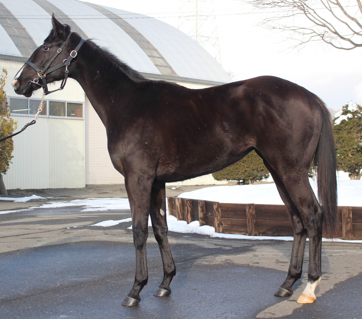 シゲルカゼノボンの21 Shigeru Kazenobon 21 牝 2歳 ※育成馬（騎乗