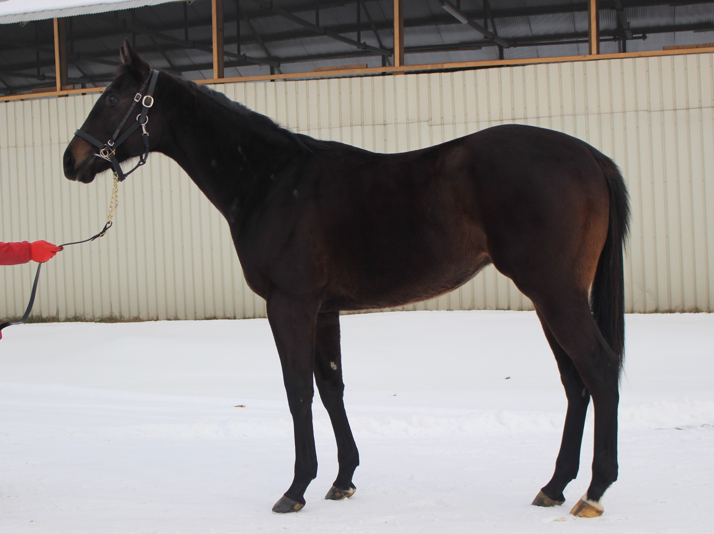 ディアマンティナの21　Diamantina 21　　牡　２歳　　※育成馬（騎乗運動中の２歳馬）_main1