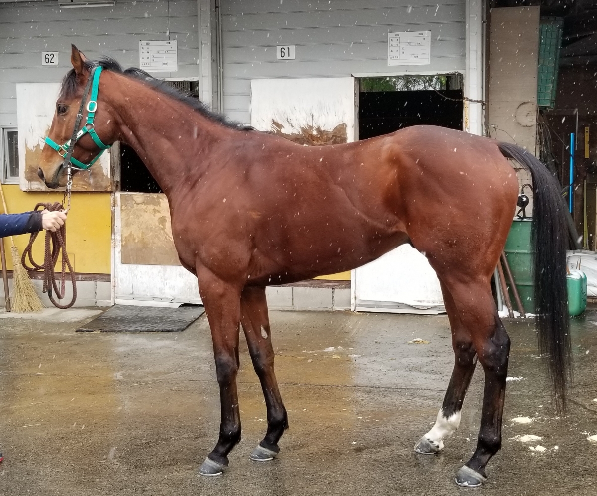 【専用】/thoroughbredサラブレットネマスタード/ロングミニラウ ブレイヴルーラー Brave Ruler 牡 4歳 ※中央競馬 登録抹消