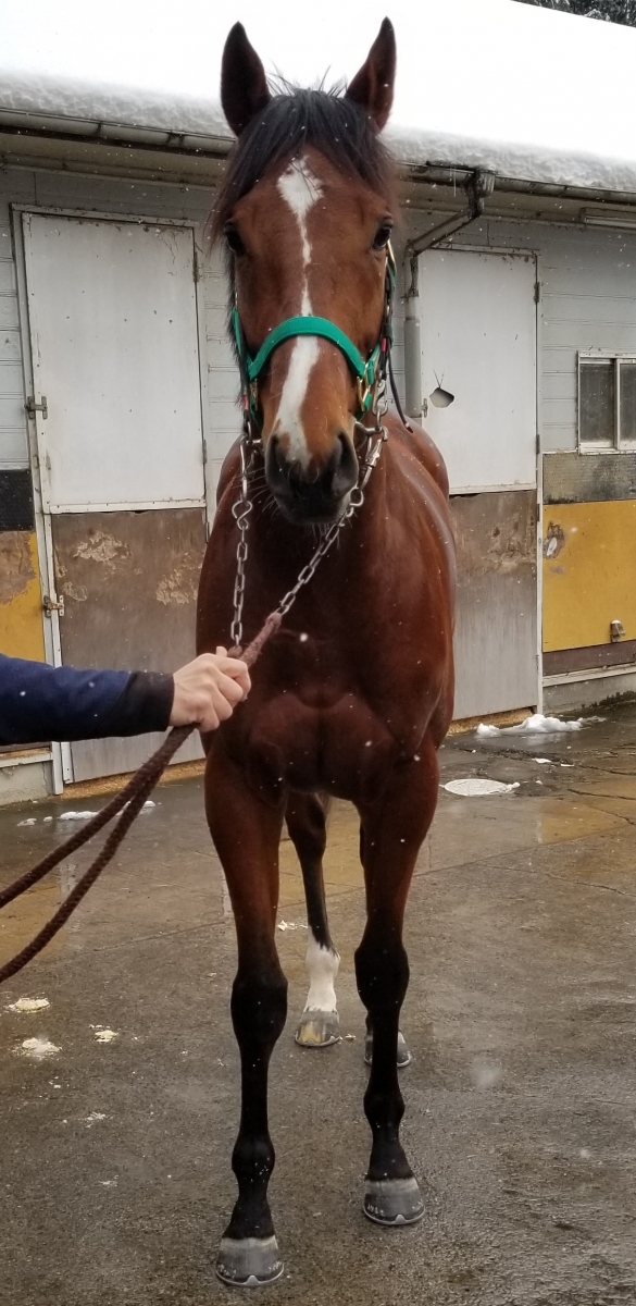 ブレイヴルーラー Brave Ruler 牡 4歳 ※中央競馬 登録抹消