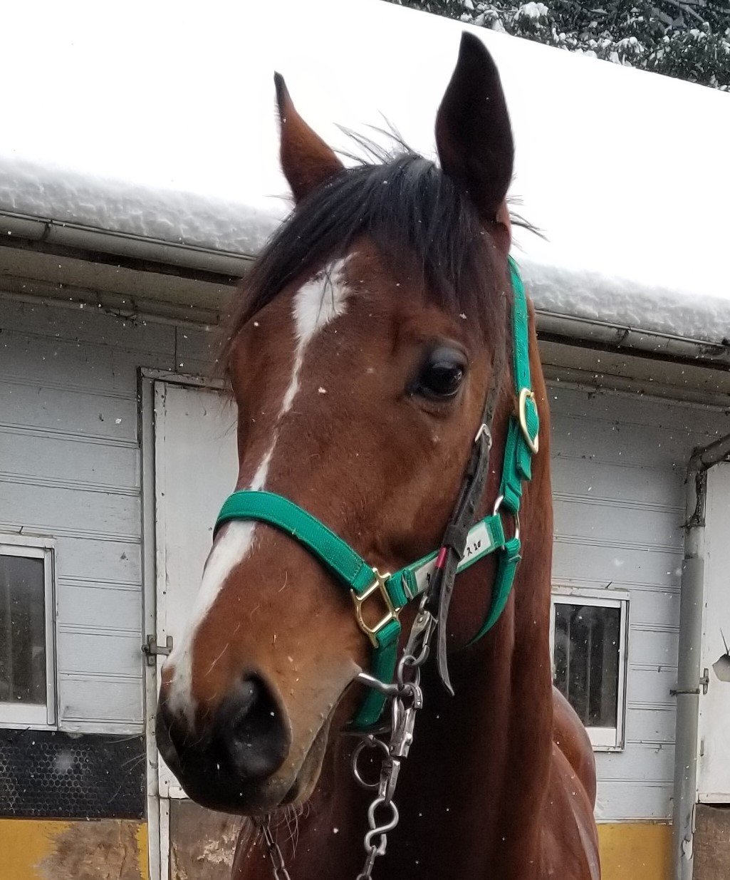 ブレイヴルーラー Brave Ruler 牡 4歳 ※中央競馬 登録抹消