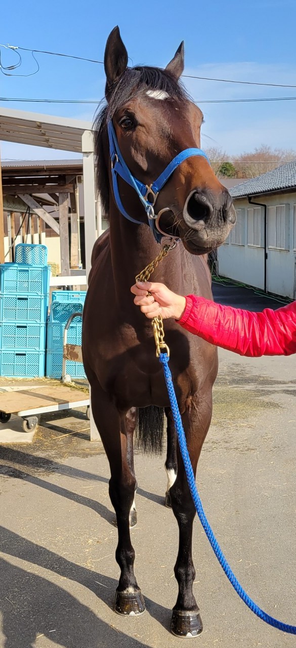 デジタイゼーション Digitization 牝 4歳 ※地方競馬 在籍