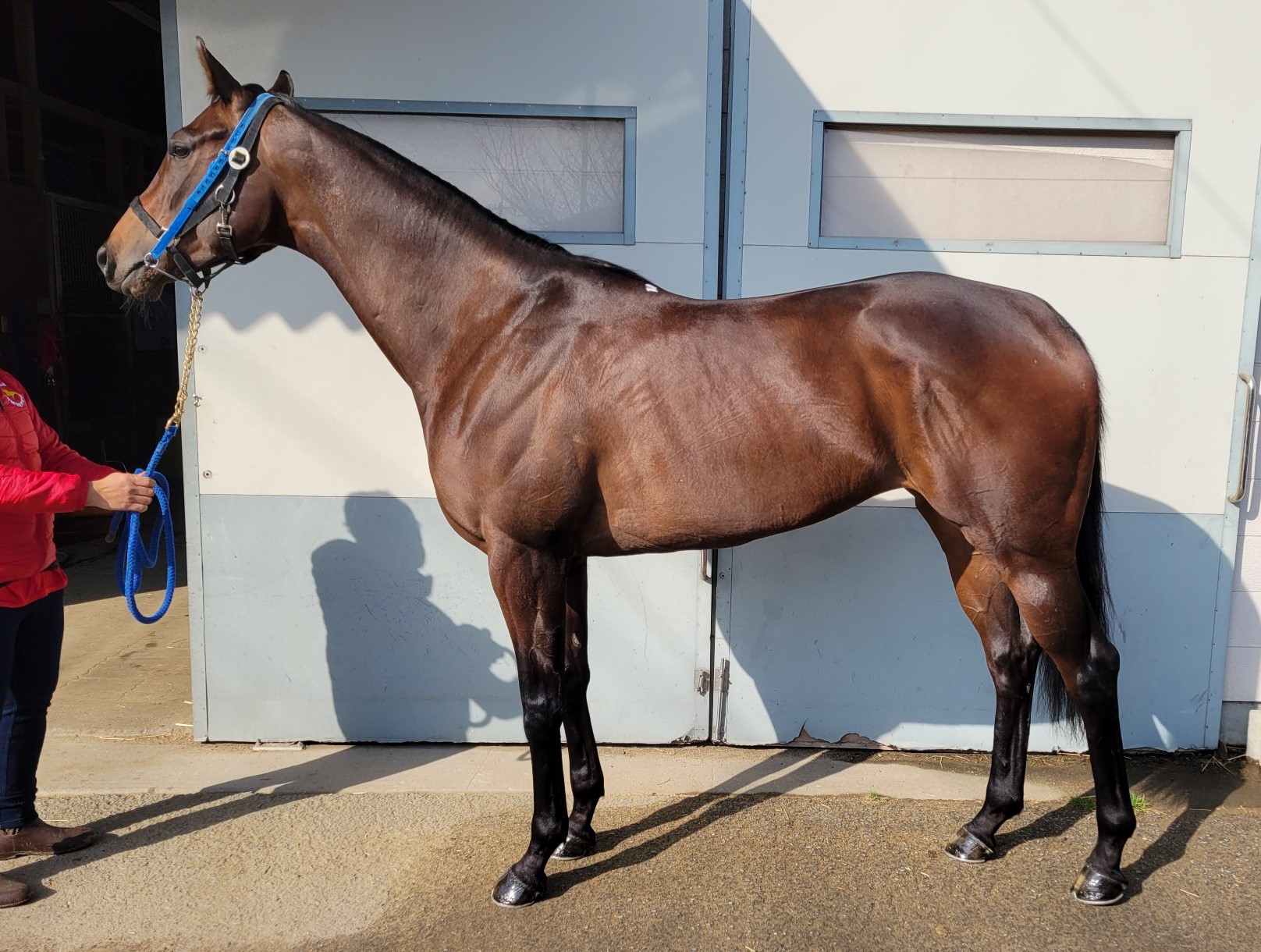 スマイルミュ Smile My 牝 5歳 ※地方競馬 在籍 | サラブレッド