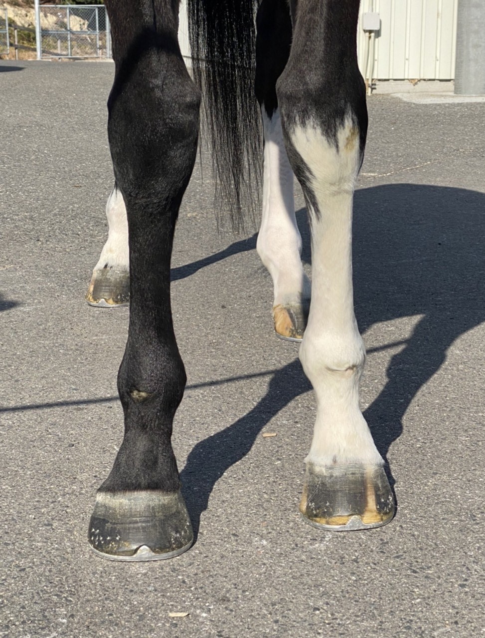 アルジ Aruji セン 8歳 ※地方競馬 在籍 | サラブレッドオークション