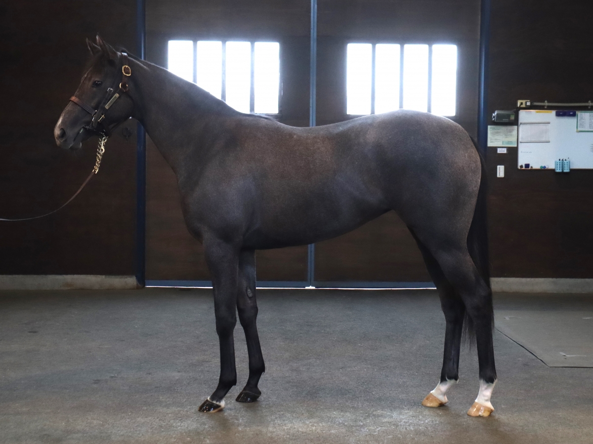 エスプリドパリの21　Esprit de Paris 21　　牝　２歳　　※育成馬（騎乗運動中の２歳馬）_main1