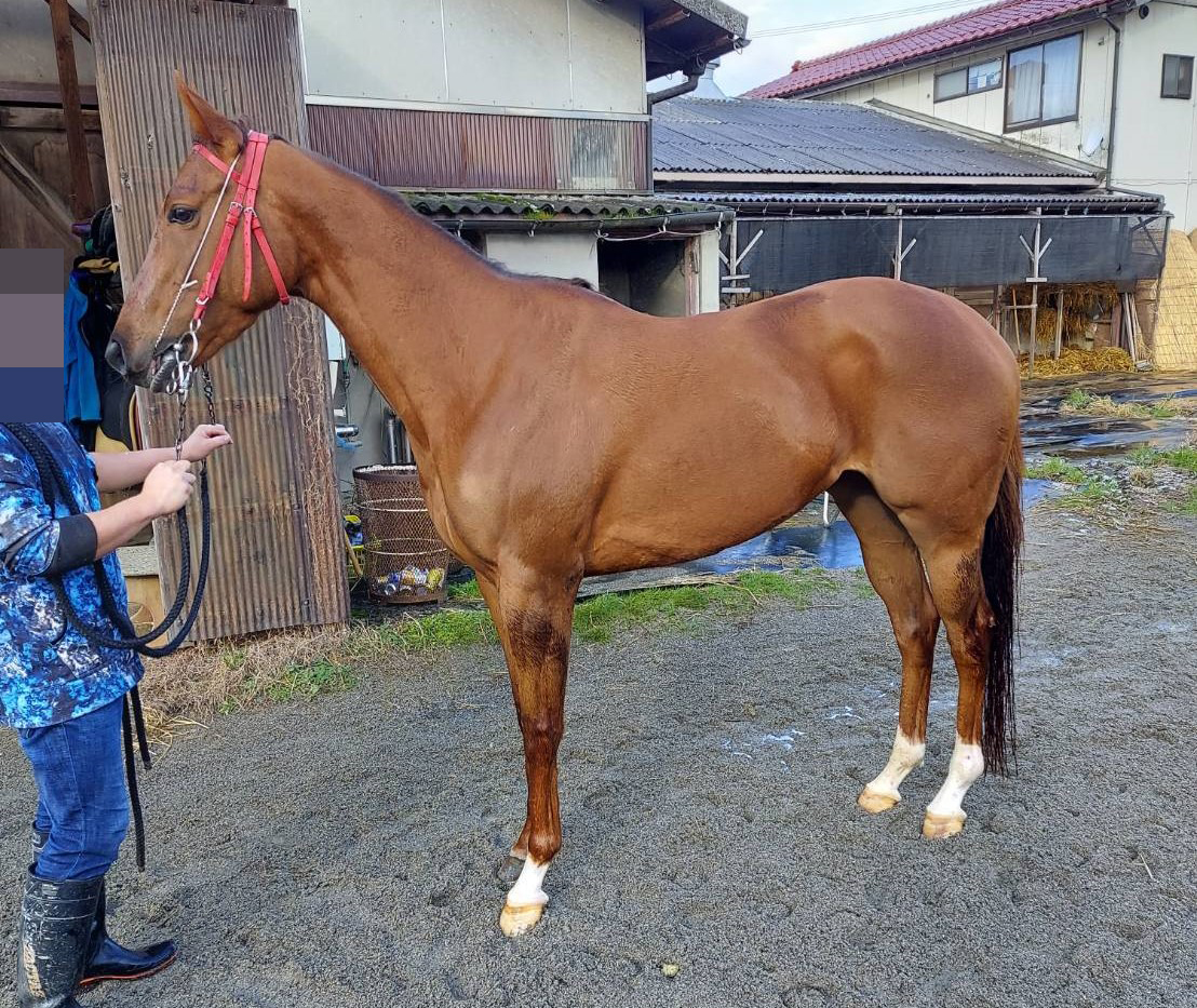 サムライバカンス Samurai Vacance 牝 4歳 ※地方競馬 在籍 サムライバカンス Samurai Vacance 牝 4歳 ※地方競馬 在籍