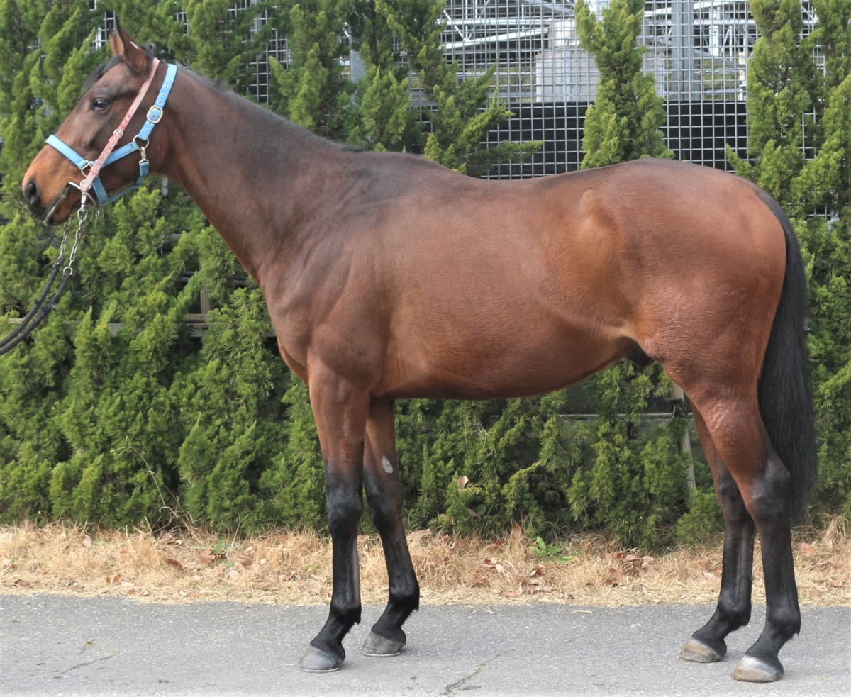 オープンマインドの20 Open Mind 20 牡 3歳 ※未登録の3歳馬