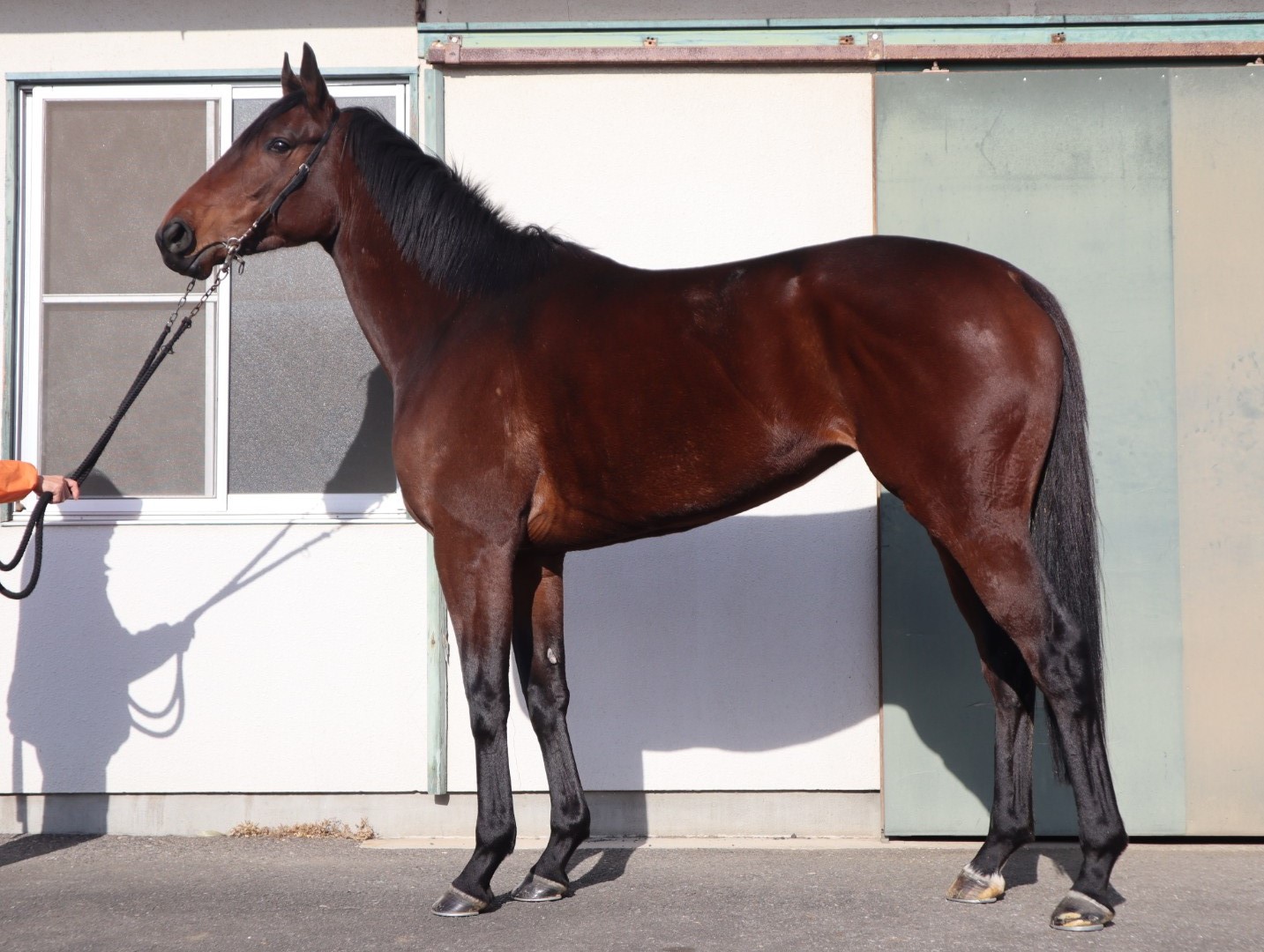 イントロバート　Introvert　　牝　４歳　　※中央競馬　登録抹消_main1