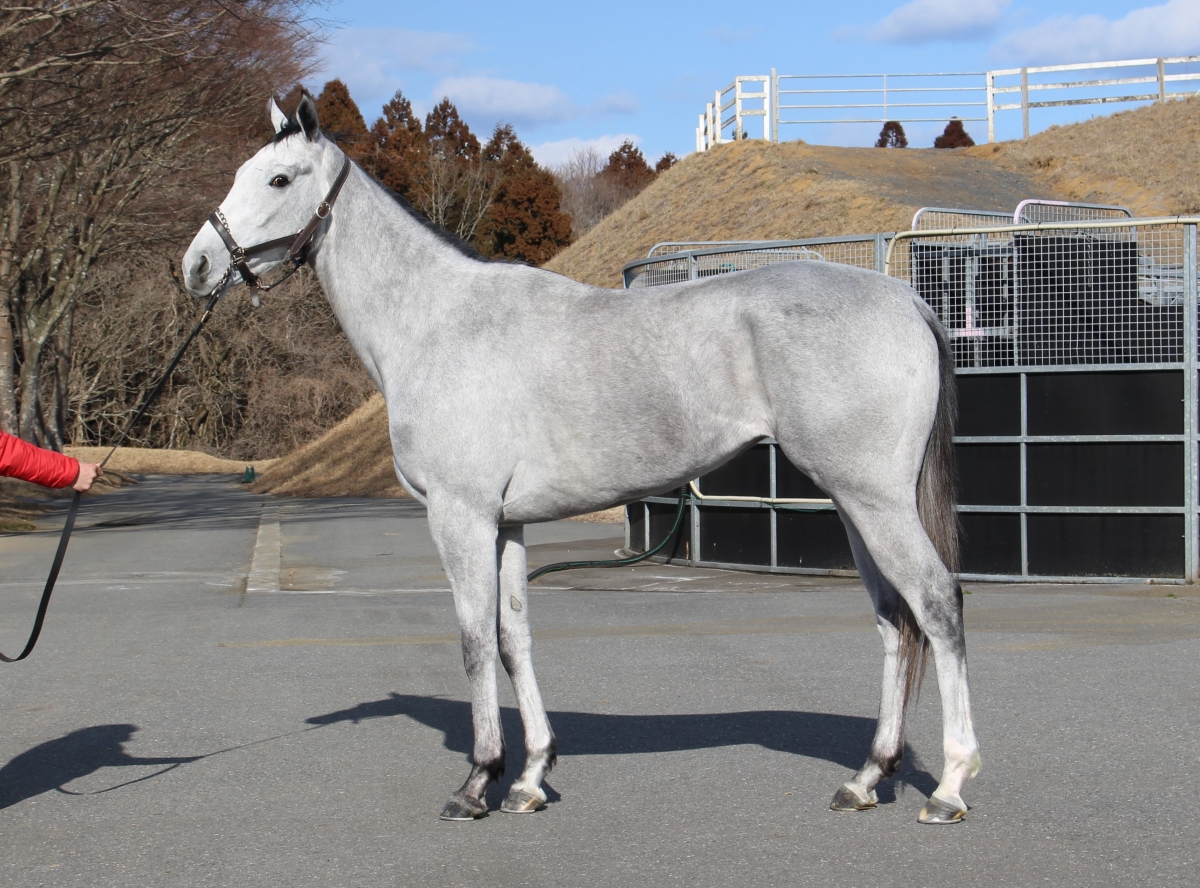 配送員設置 ゲットザナック Get the Knack 牝 3歳 ※中央競馬 登録抹消 ネックレス・ペンダント