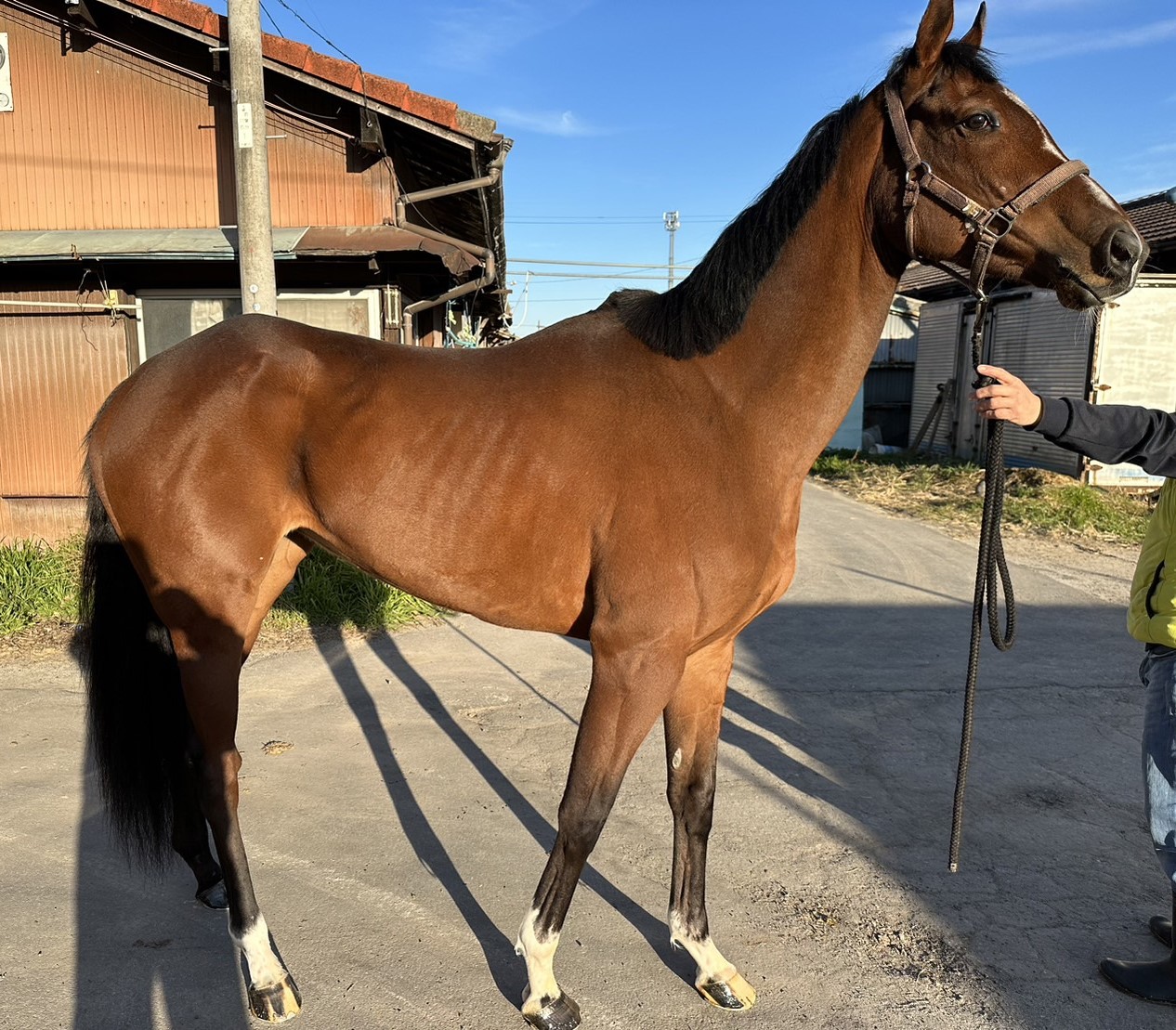 AVANTI 競走馬　トウカイテイオー　木製小物入れ　匿名配送 昭和レトロ トウカイテイオー 日本ダービー（AVANTI）競走馬