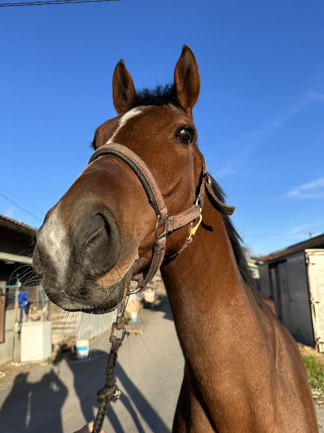 ホウオウカントリー Ho O Country 牝 4歳 ※地方競馬 在籍
