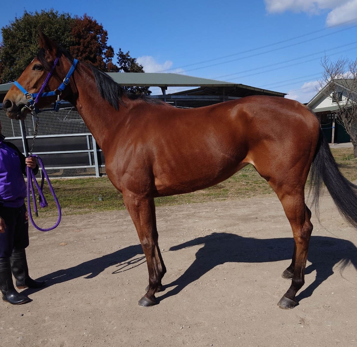 キョウエイジェリコ Kyoei Jericho 牝 ４歳 ※地方競馬 在籍