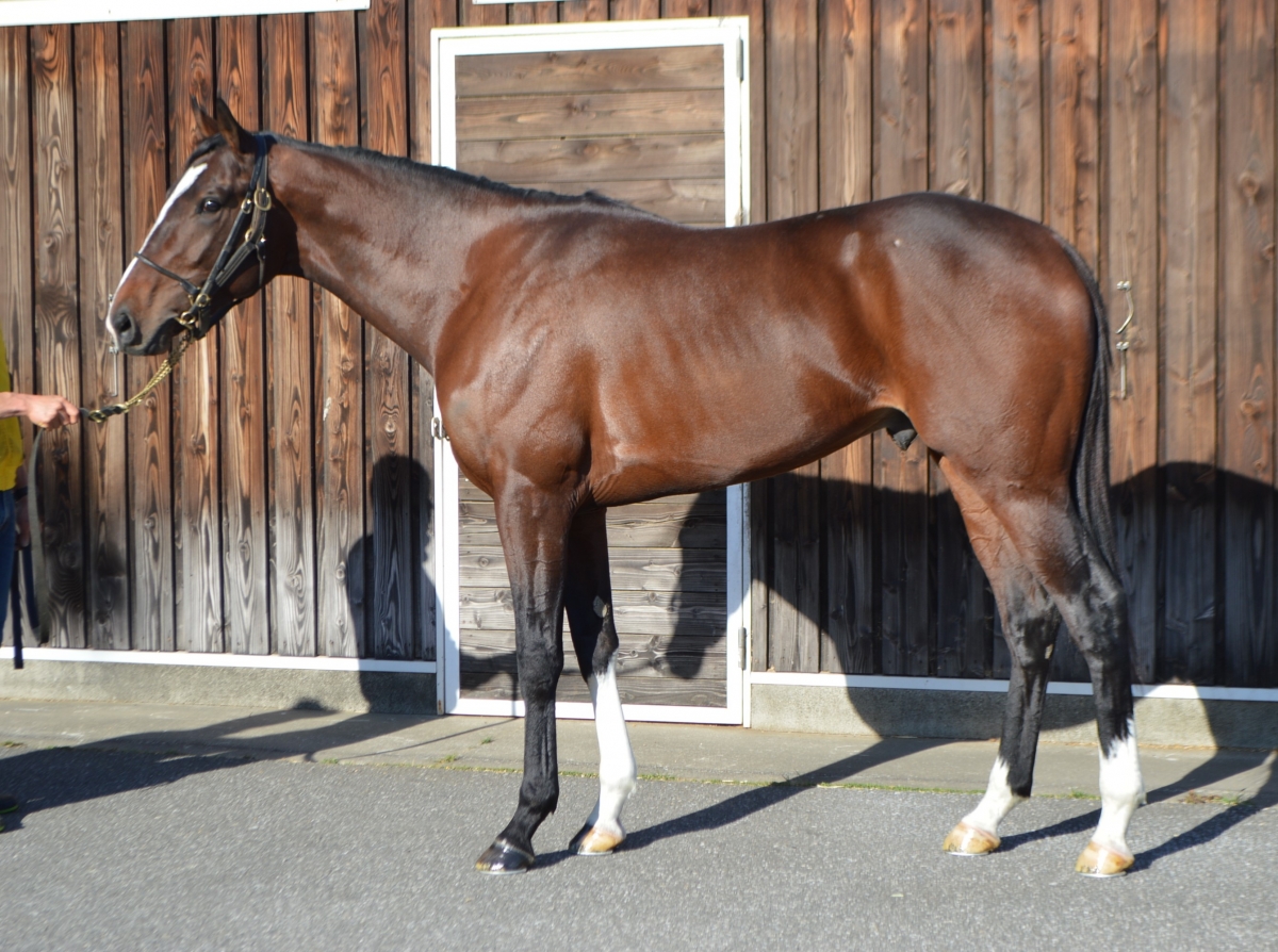 エイブル Able 牡 3歳 ※中央競馬 登録抹消 | サラブレッド
