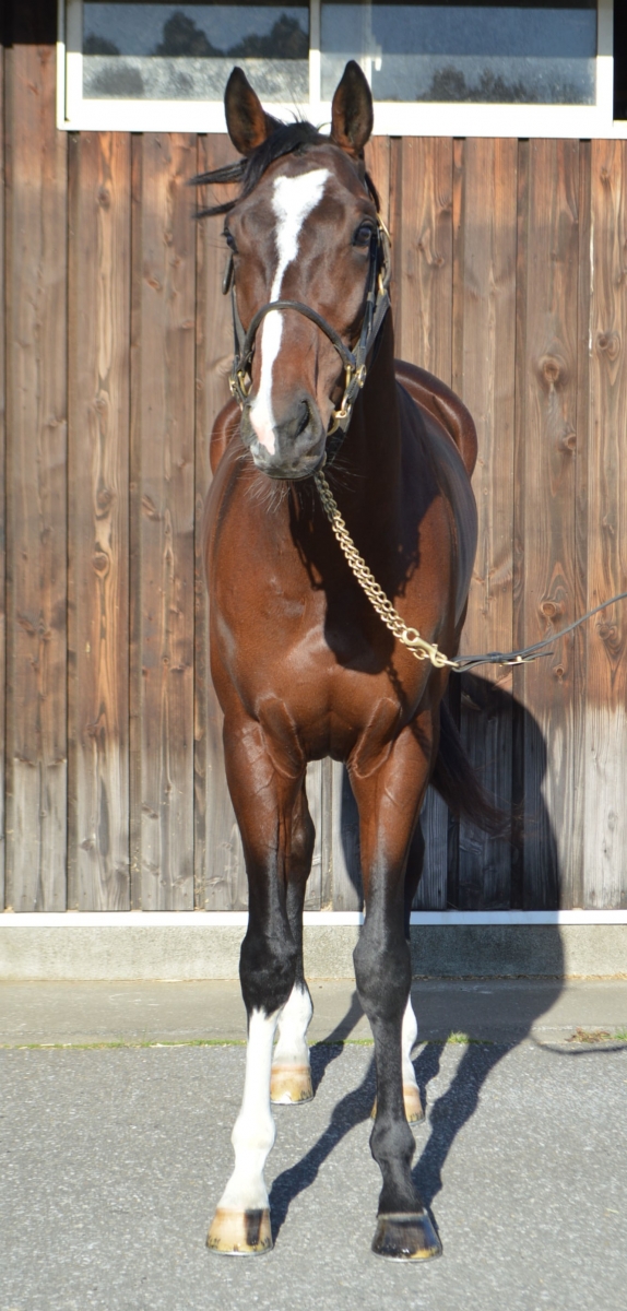 エイブル Able 牡 3歳 ※中央競馬 登録抹消 | サラブレッドオークション