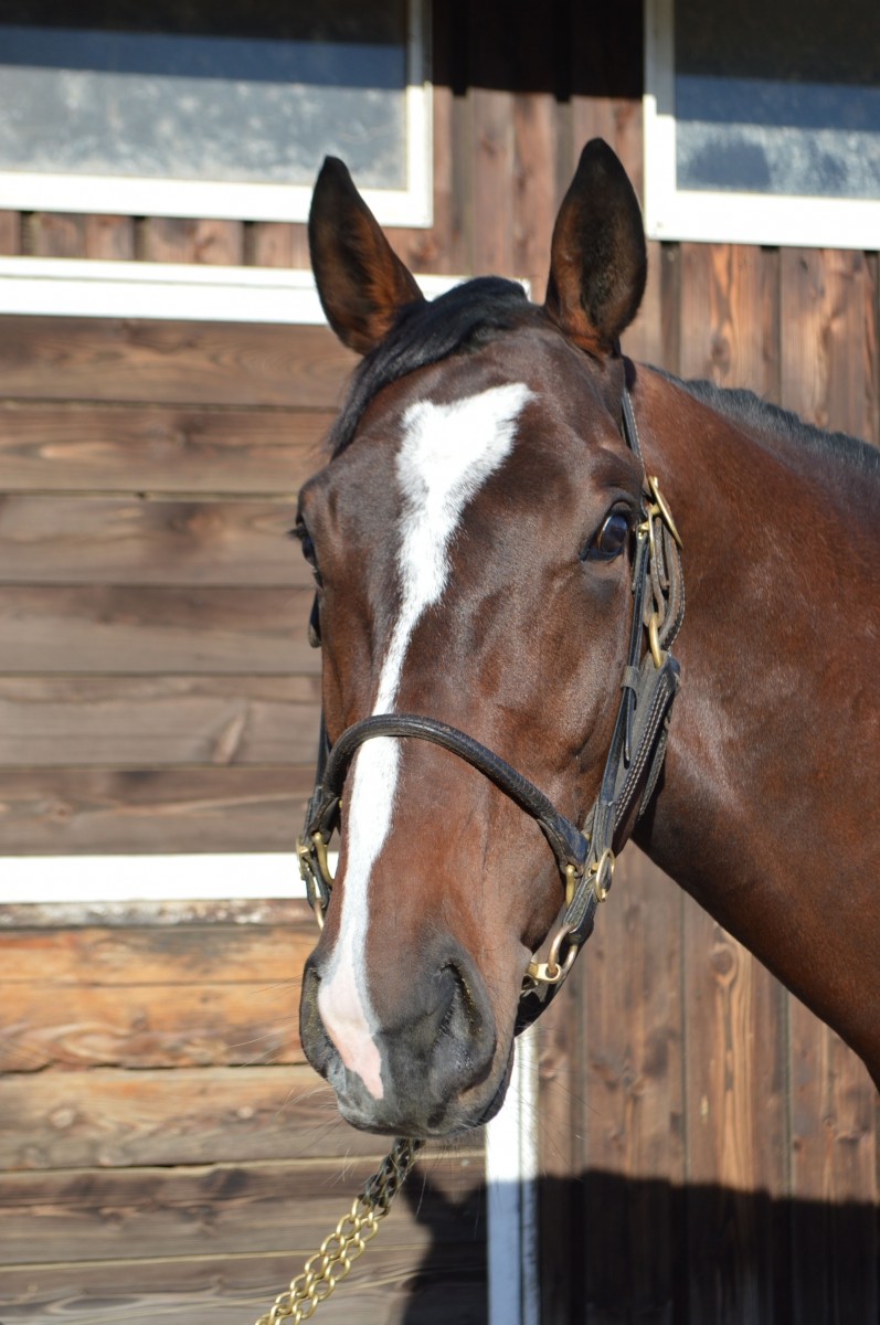 エイブル Able 牡 3歳 ※中央競馬 登録抹消 | サラブレッドオークション
