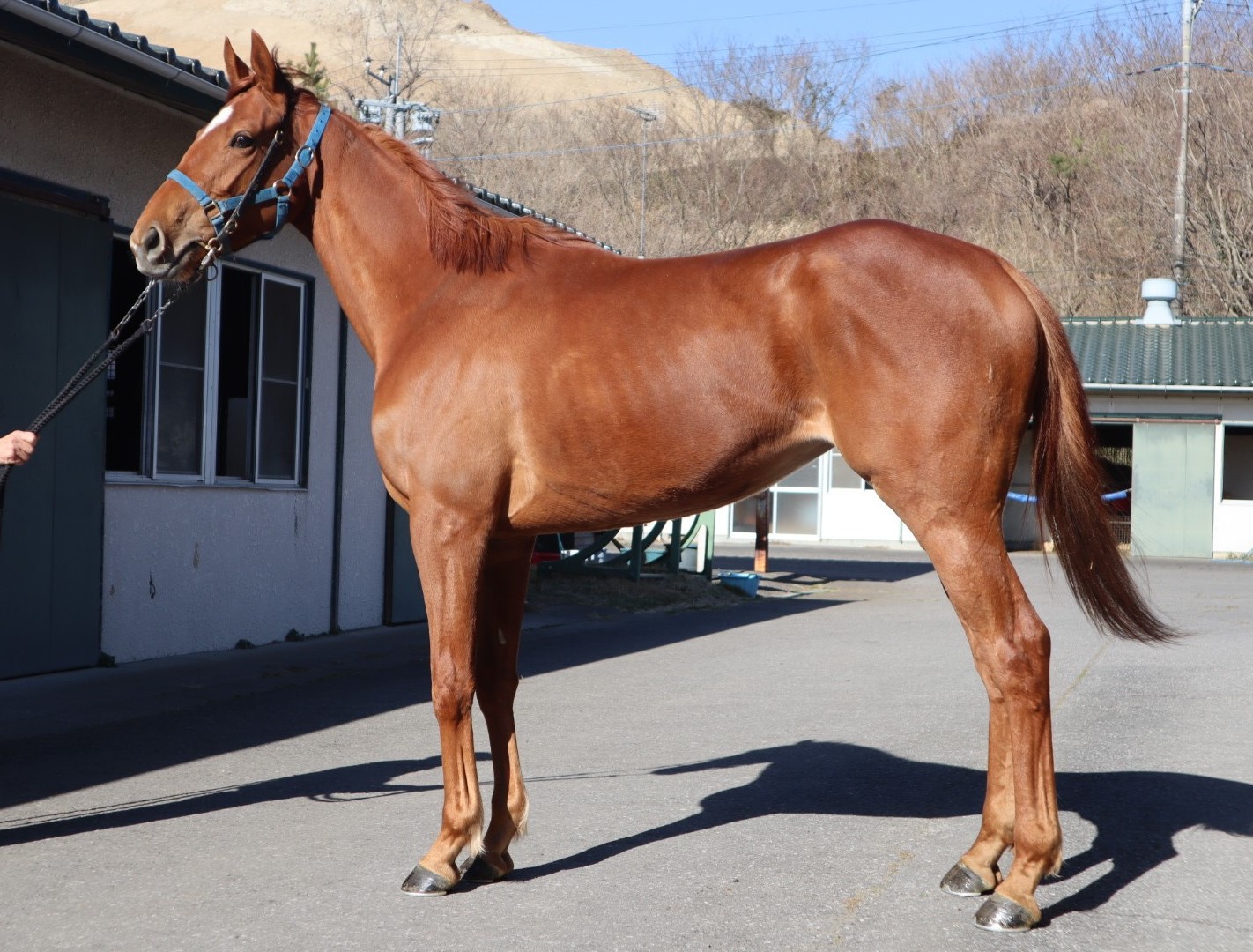 Queen徹底活用マニュアル 万馬券製造機Queen Special 〈競馬予… ピスティス Pistis 牝 3歳 ※中央競馬 登録抹消 | サラブレッド