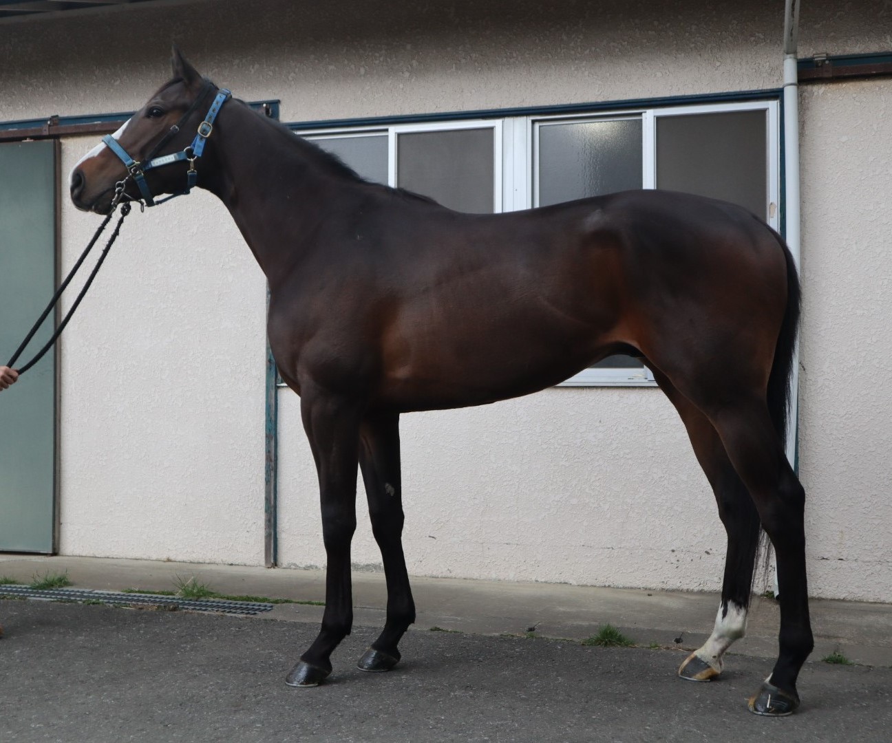 リョウライライ Ryo Rai Rai 牡 ３歳 ※中央競馬 登録抹消