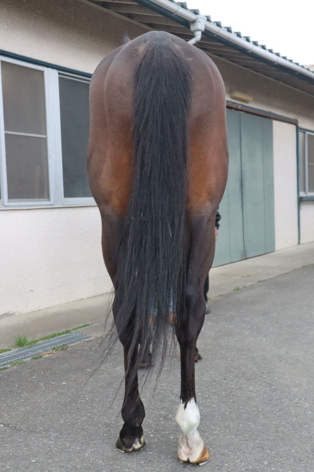 リョウライライ Ryo Rai Rai 牡 ３歳 ※中央競馬 登録抹消