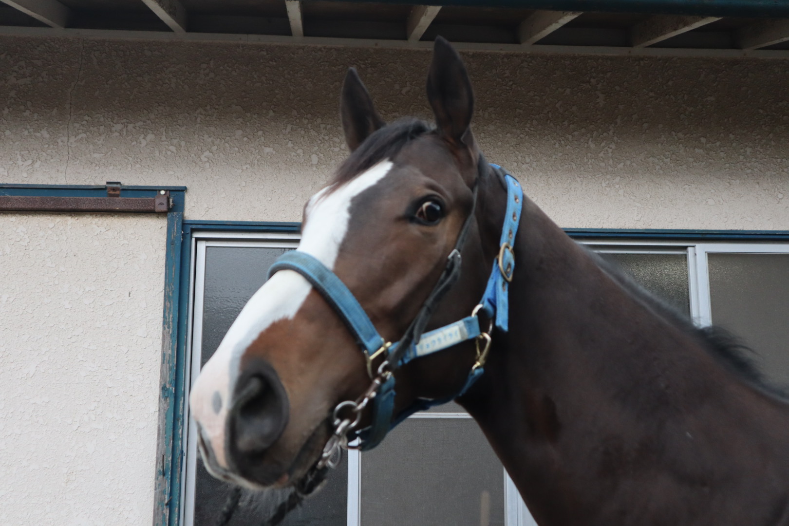 リョウライライ Ryo Rai Rai 牡 ３歳 ※中央競馬 登録抹消