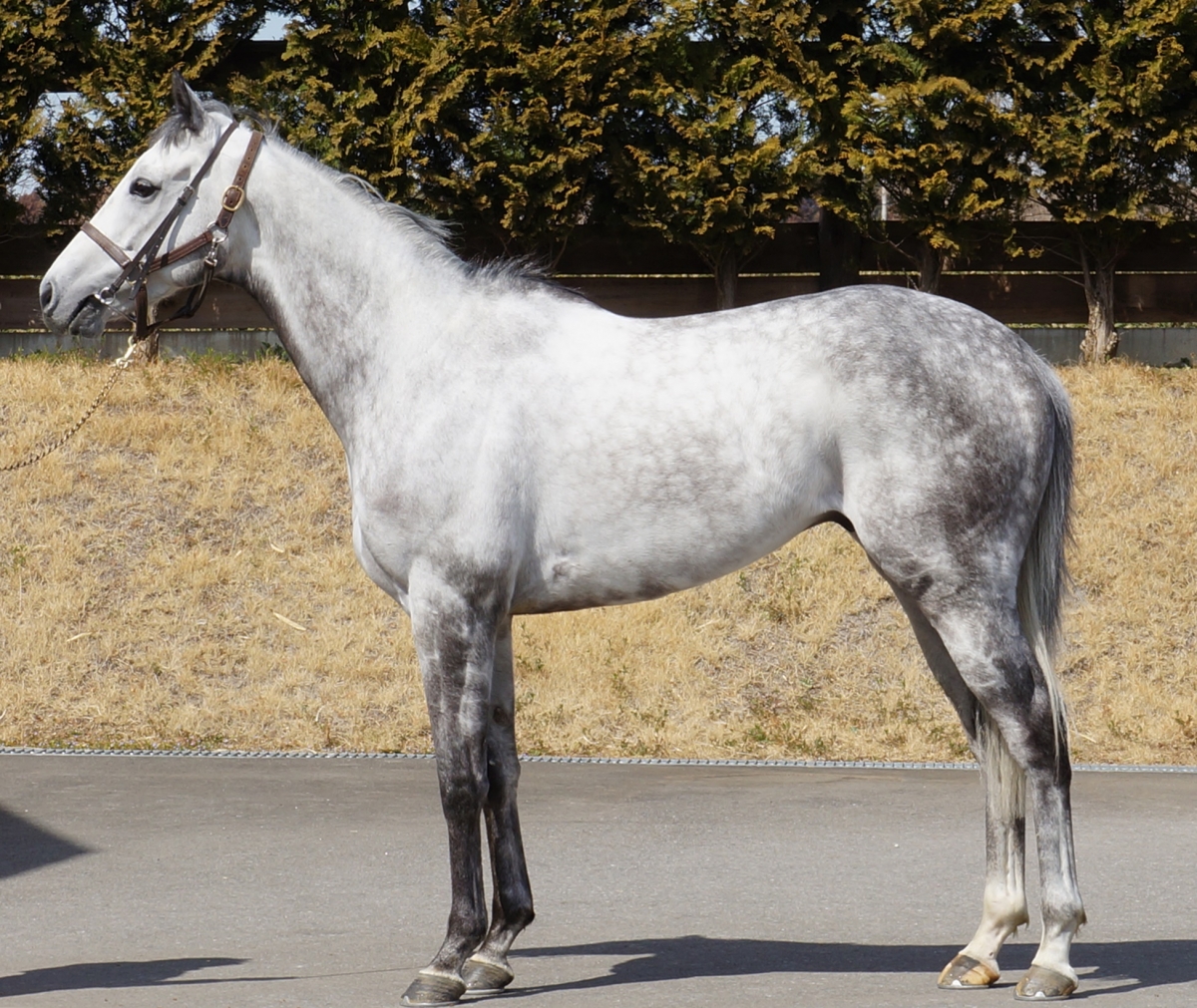 メイショウイナセ Meisho Inase セン 6歳 ※中央競馬 登録抹消