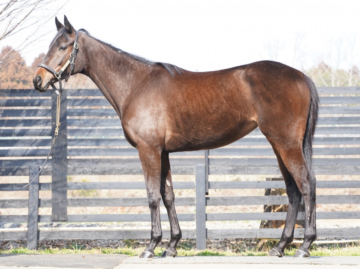 コブ Kobu 牝 ４歳 ※地方競馬 在籍 | サラブレッドオークション