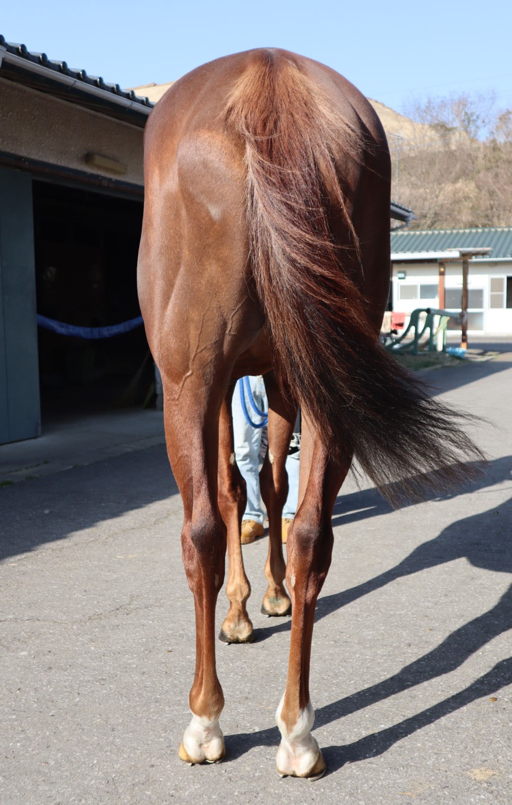 カプティフ Captif 牡 4歳 ※地方競馬 在籍 | サラブレッド