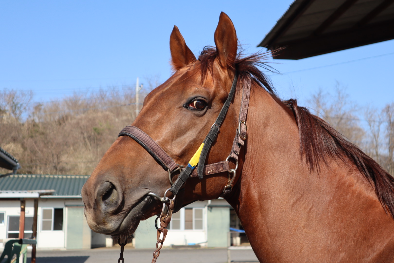 モズダッシュスター Mozu Dash Star 牡 ７歳 ※地方競馬 在籍 | サラブレッドオークション