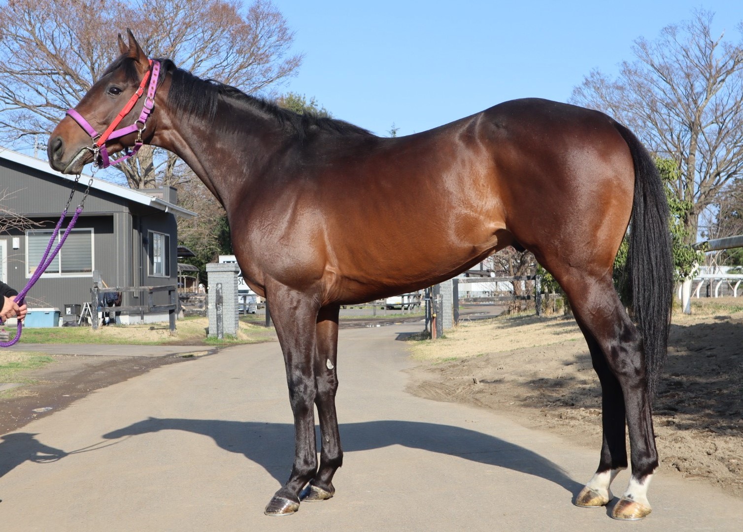 2025年最新】Yahoo!オークション -中央競馬ldの中古品・新品・未