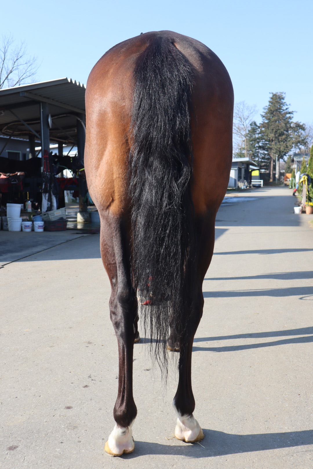 東洋経済　バラ売り可 ワールドクルーズ World Cruise 牝 5歳 ※地方競馬 在籍