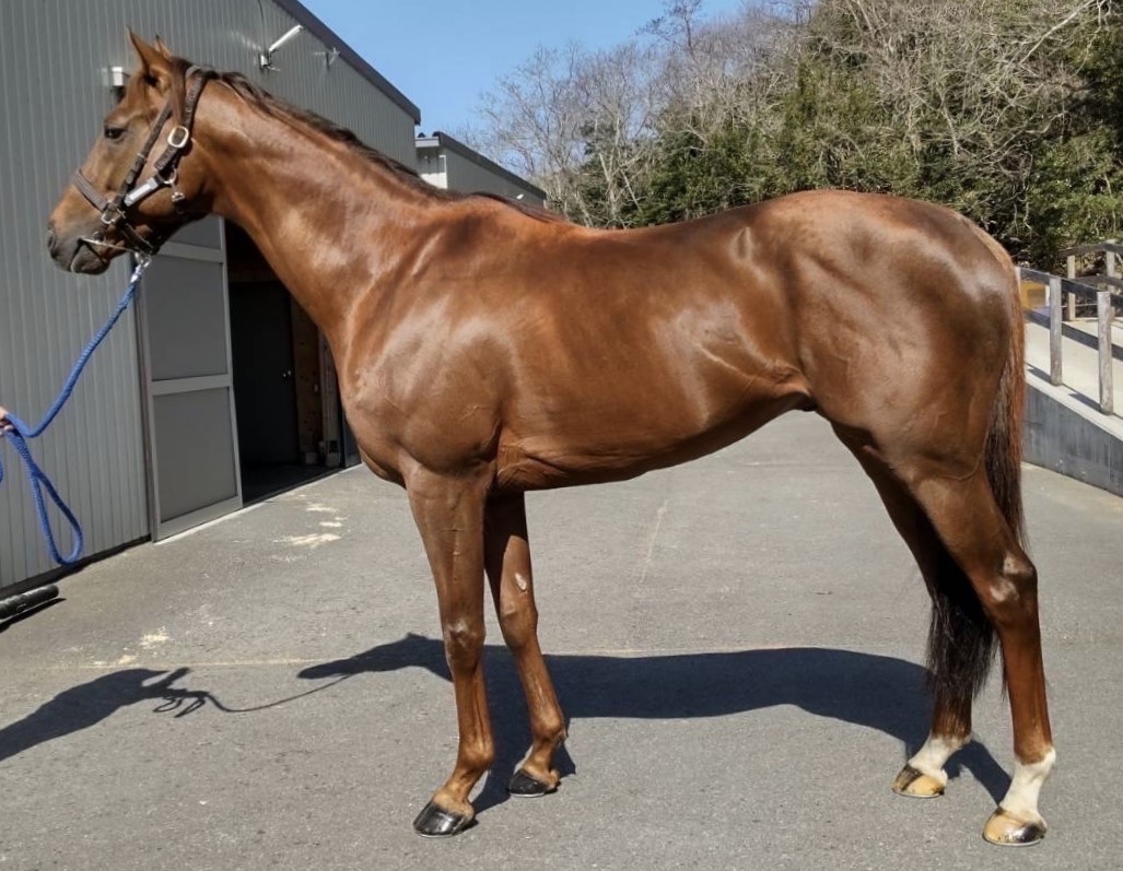 マヒオレ Mahiole 牡 5歳 ※地方競馬 在籍 | サラブレッドオークション