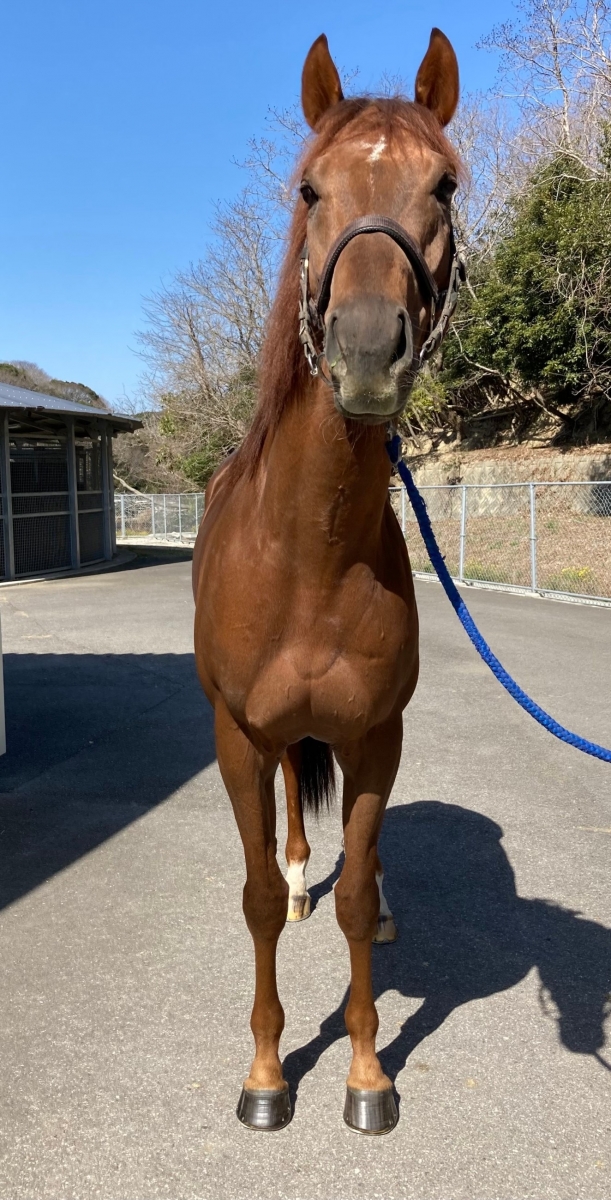 マヒオレ Mahiole 牡 5歳 ※地方競馬 在籍 | サラブレッドオークション