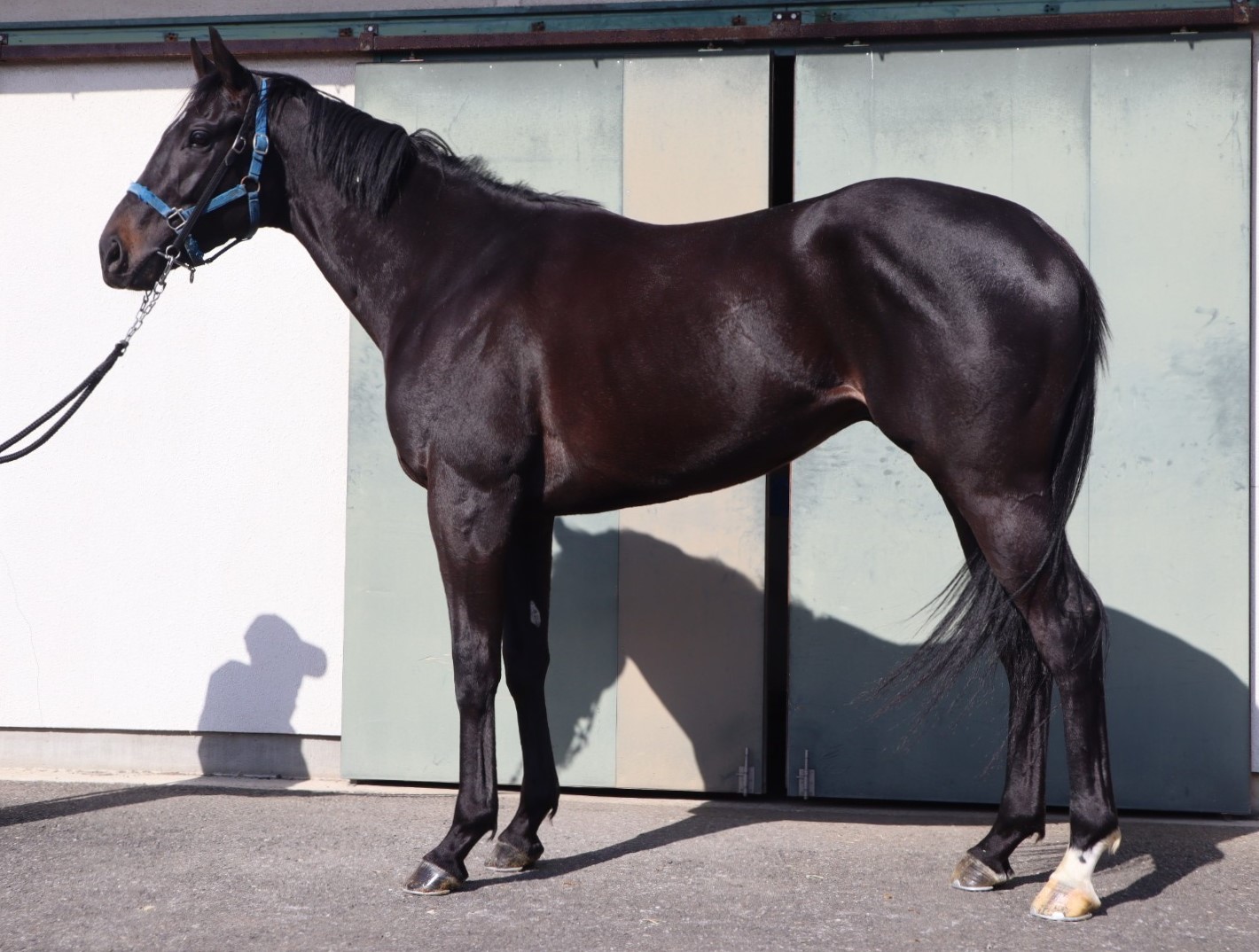 アクラシア　Akrasia　　牡　３歳　　※中央競馬　登録抹消_main1