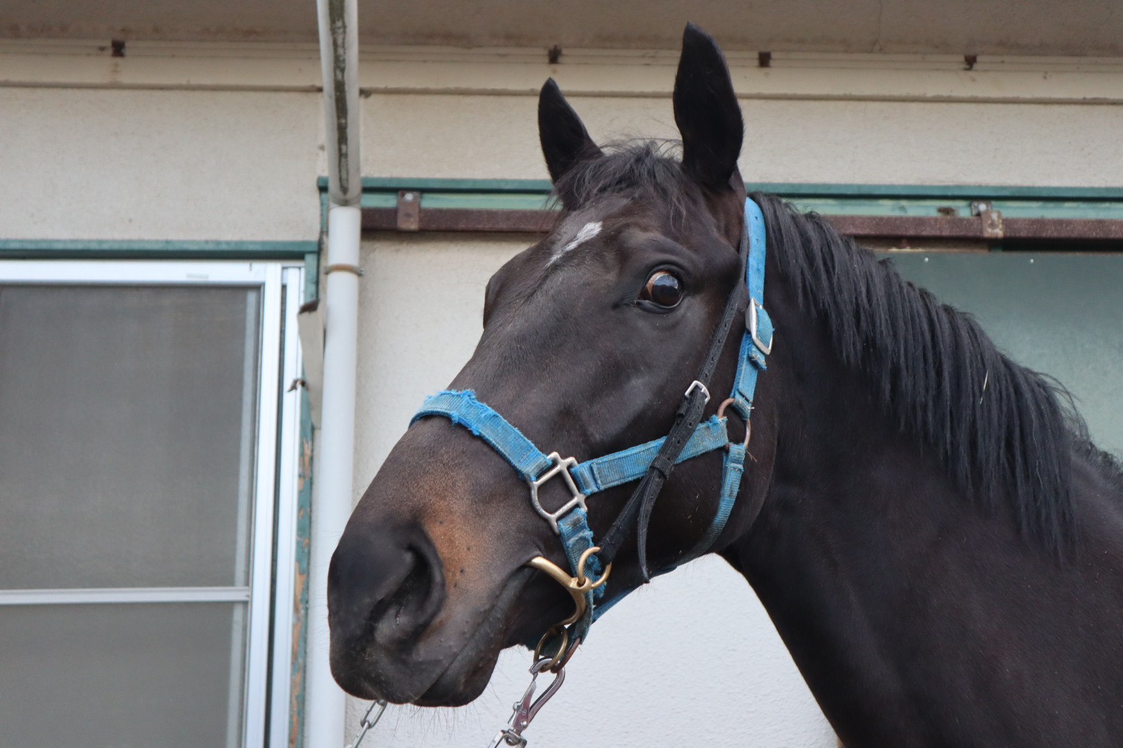 JRA 競馬 '91世界最強3歳馬アラジ号 写真（額入り） （馬・競馬
