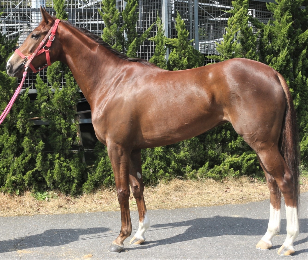 トゥインクルーガー　Twinkluger　　牝　３歳　　※中央競馬　登録抹消_main1